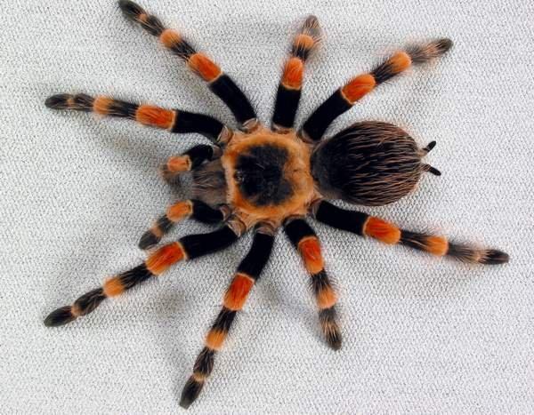 Brachypelma smithi ex annitha