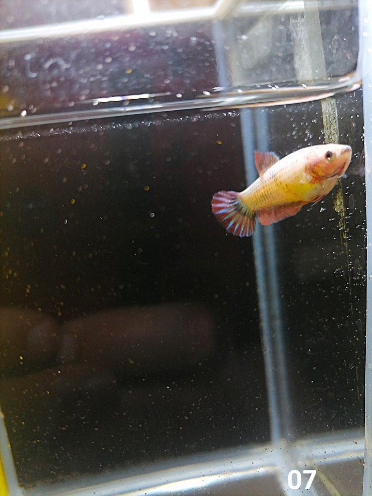Betta Splendens - Samci