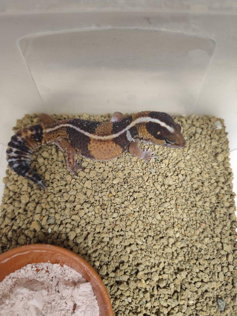 Gekončík africký - hemytheconyx caudicitus