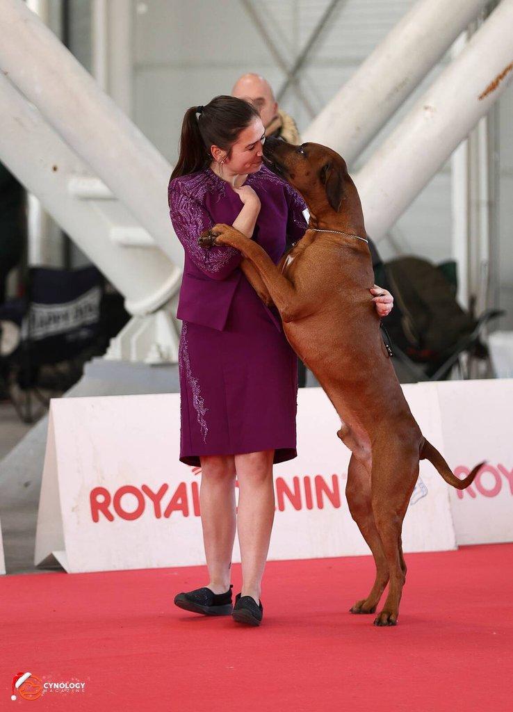 Rhodéský ridgeback - štěňátka s PP