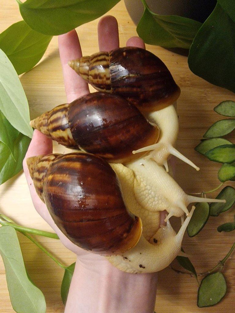 Lissachatina Fulica Albino Body
