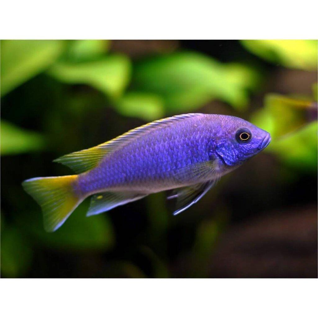 Tlamovci jezera Tanganika a Malawi.