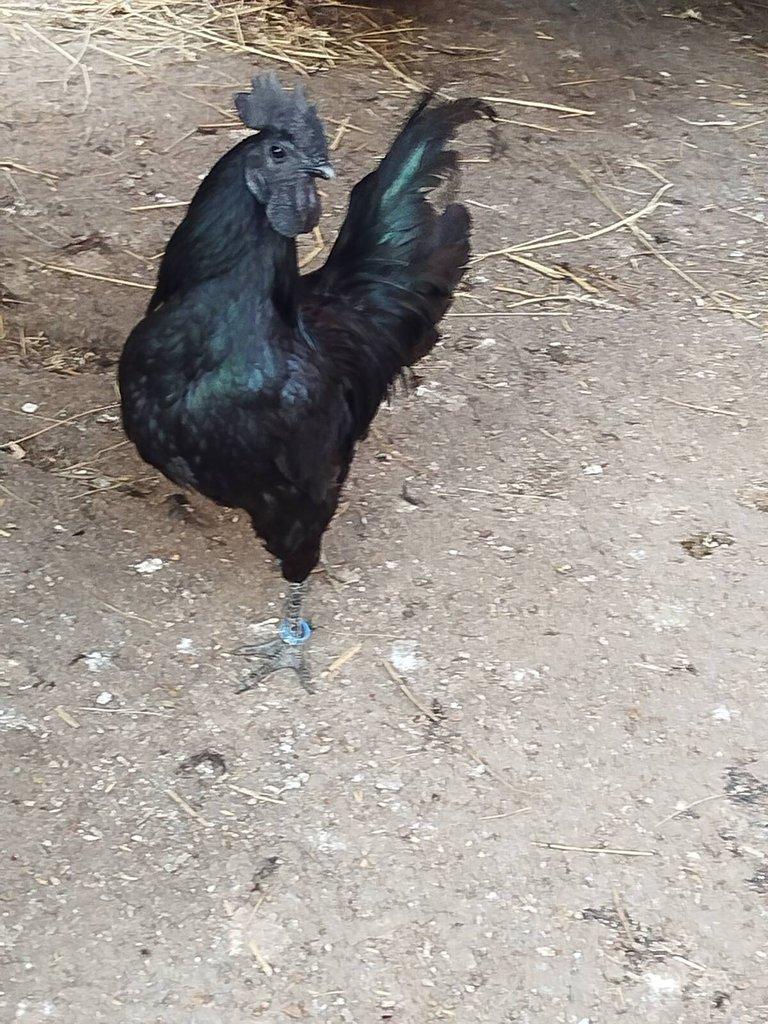 Násadová vejce Ayam Cemani