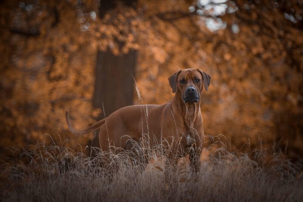 Rhodéský ridgeback - štěňátka s PP