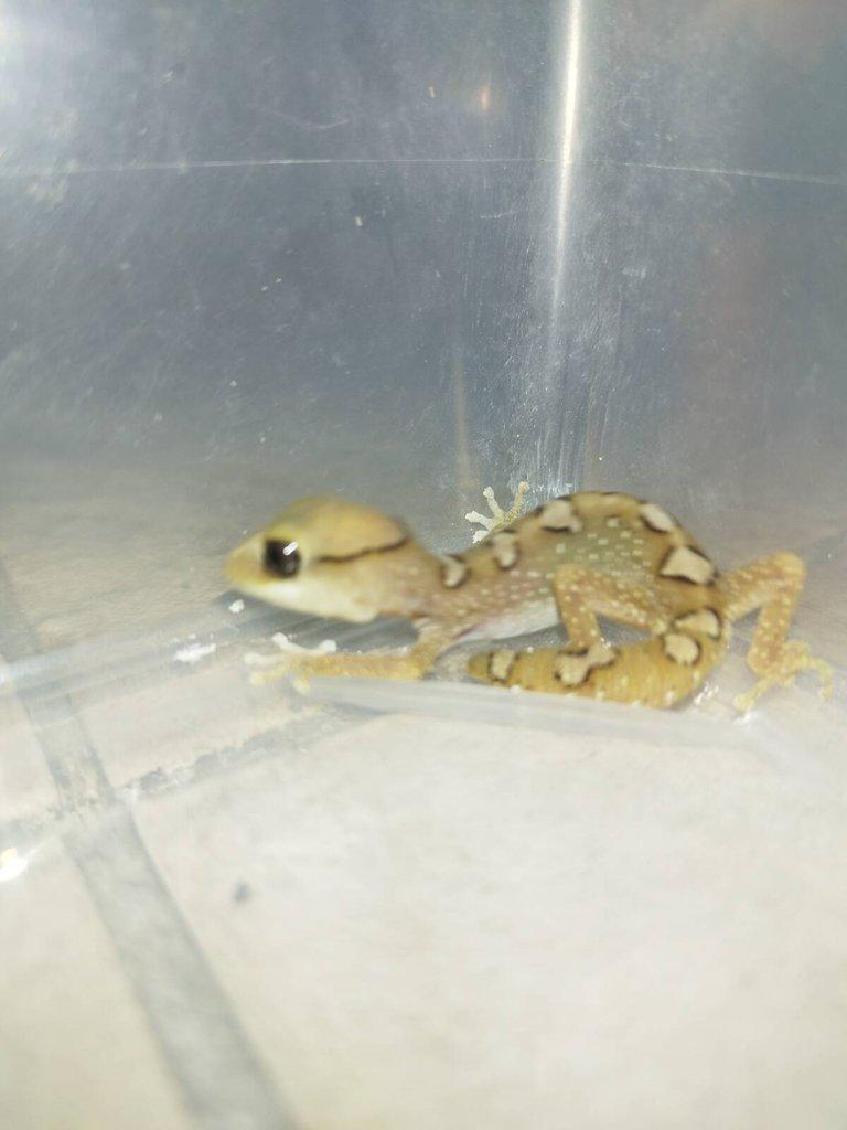 Diplodactylus galeatus samec