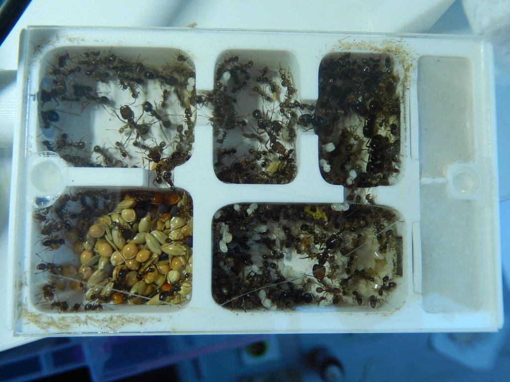 Prodám různé druhy mravenců, české, evropské, exotické