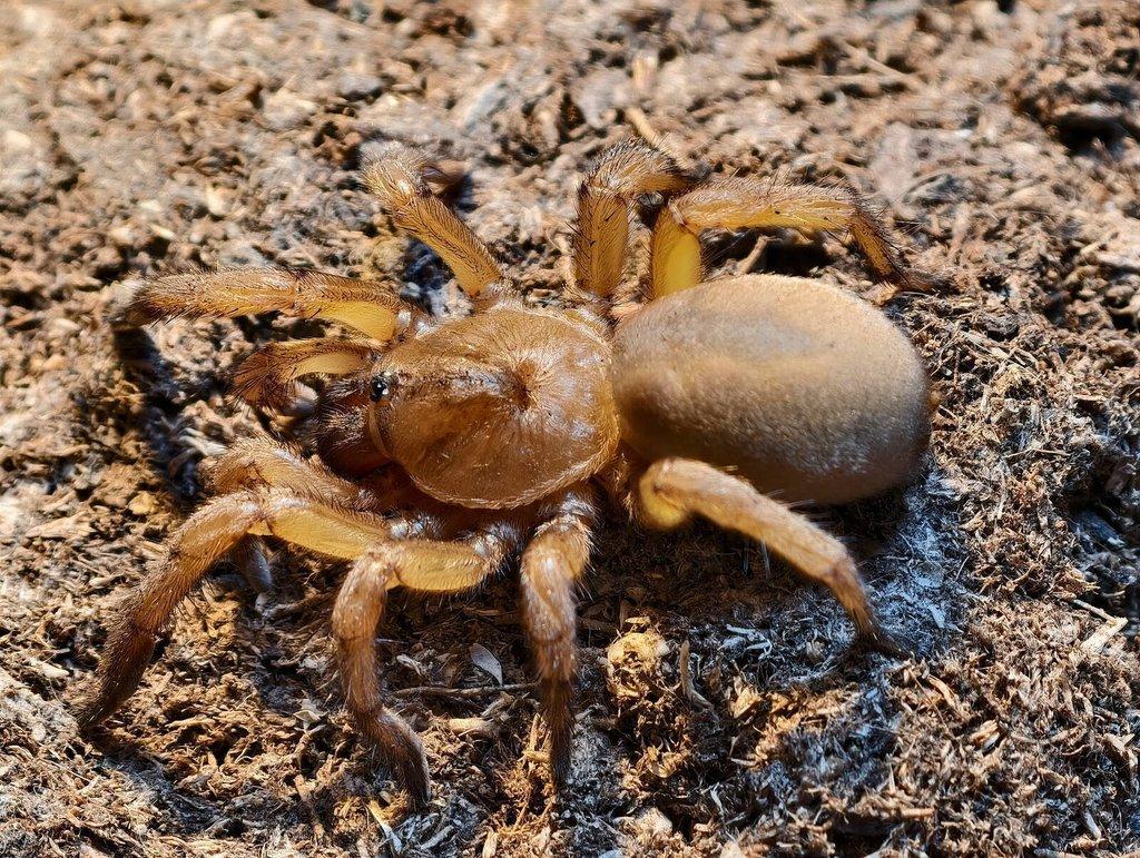 Mohu dovézt na Živou Exotiku sklípkany