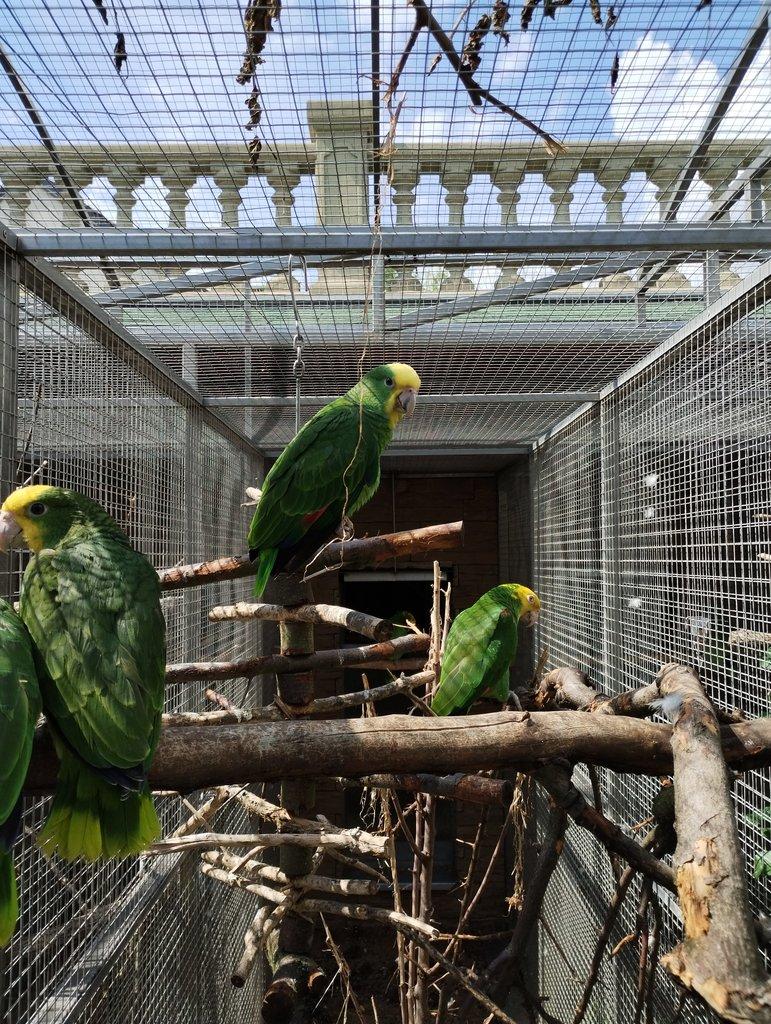 Amazoňan velký /Amazona oratrix/