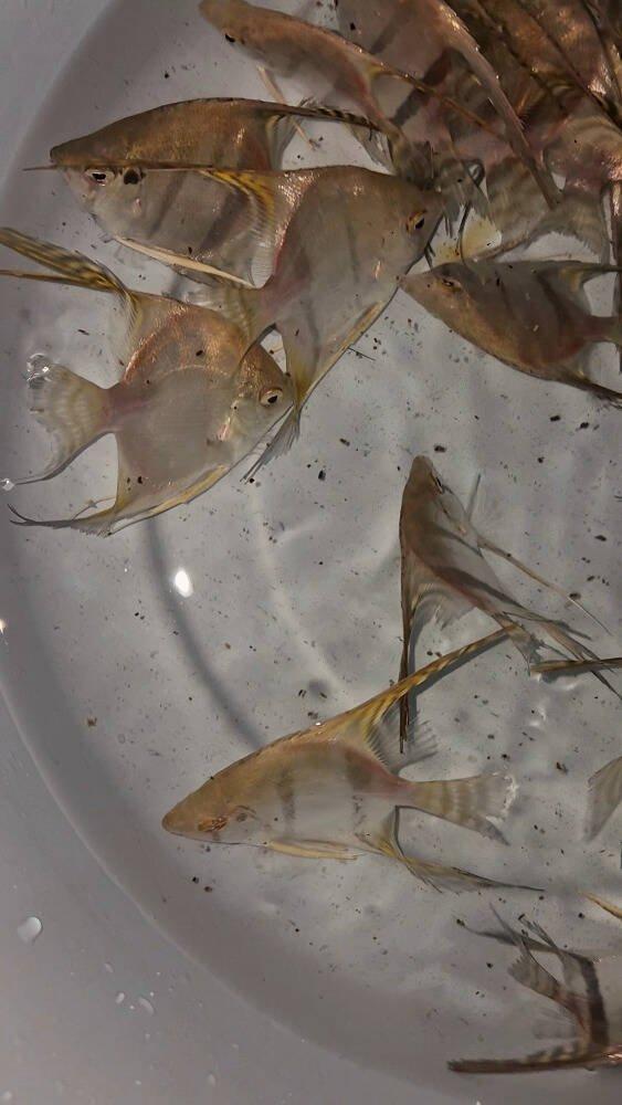 Prodej terčovců, L-sumců, skalár, rejnoků a jiných ryb