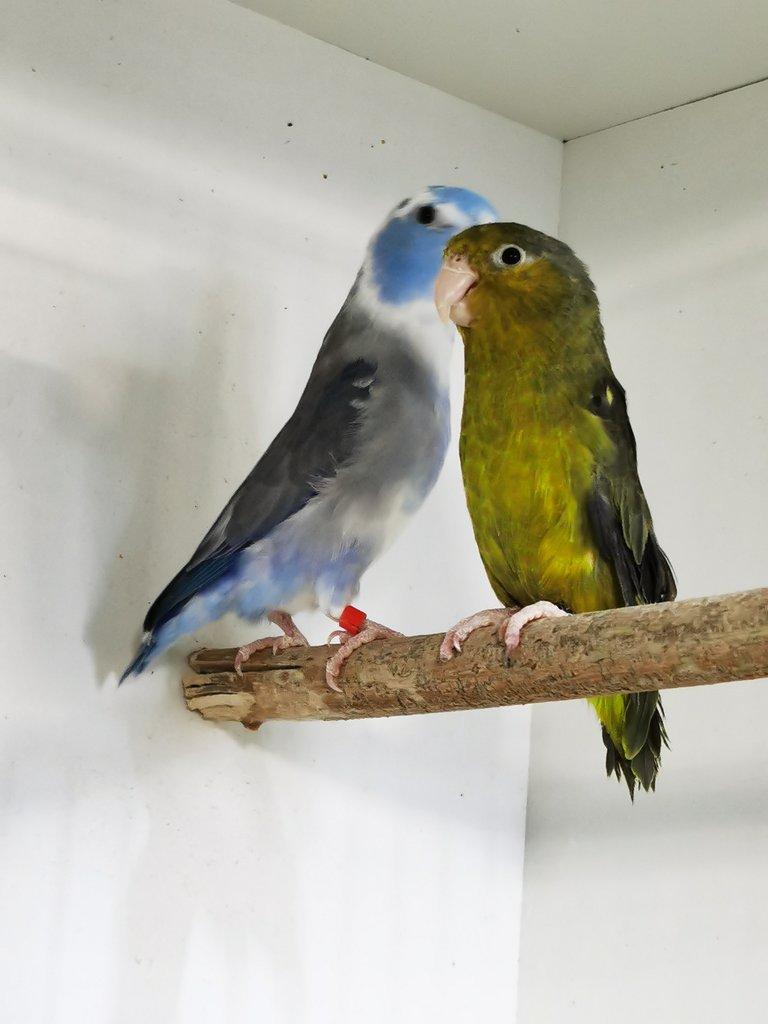 Papoušíček šedokřídlý pár