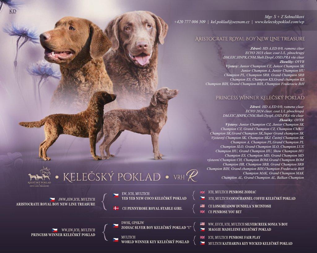 Hnědý retriever (jako hnědý labrador-chesapeake) s PP