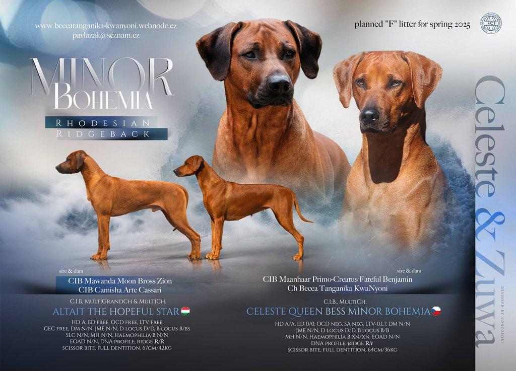 Rhodéský ridgeback - štěňátka s PP