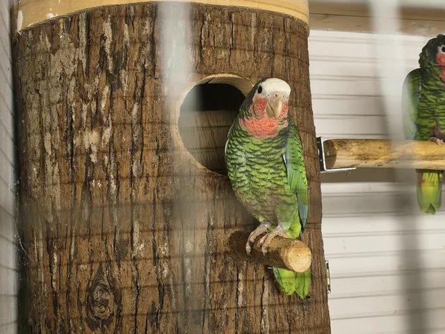 Amazoňan Kubánsky  0.1