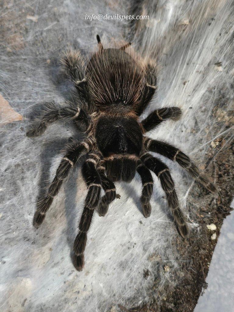 Lasiodora parahybana