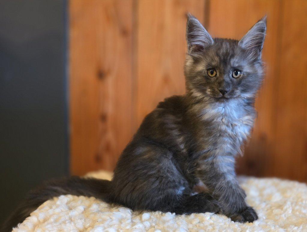 Krásný kocourek - mainská mývalí s PP