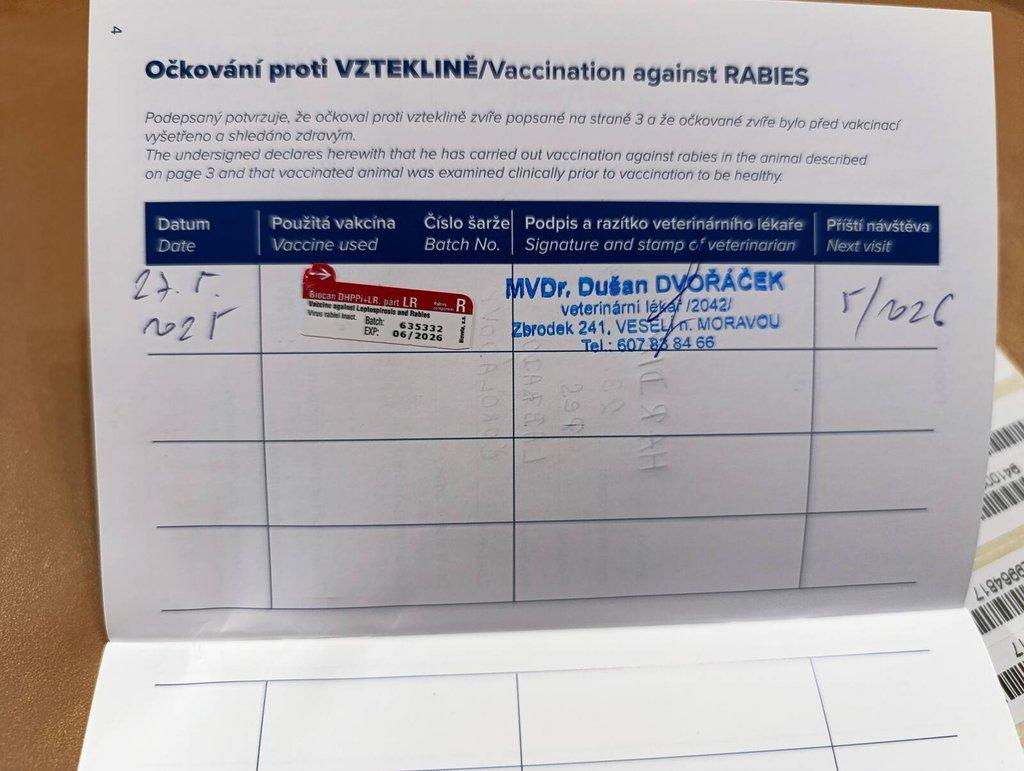 Čokoládový labrador