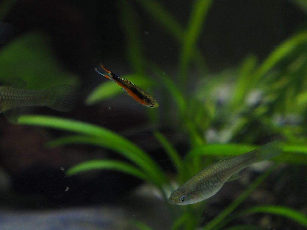 Živorodka Endlerova (Poecilia Wingei- Santa Maria)