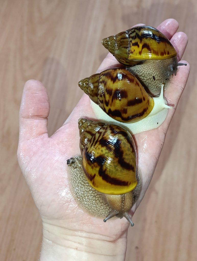 Achatina Achatina