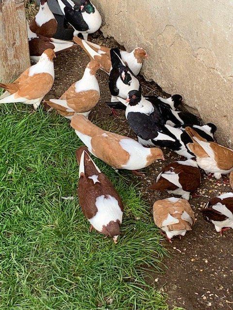 Prácheňské káníky černé,