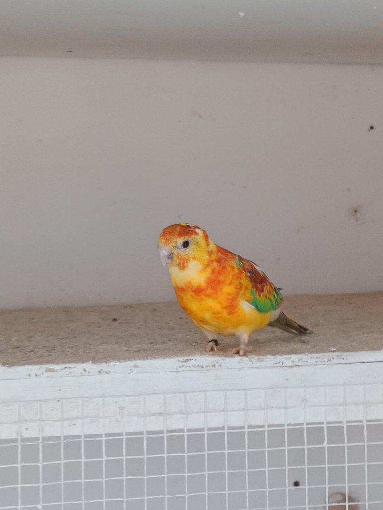 Prodám  papoušek zpěvavý