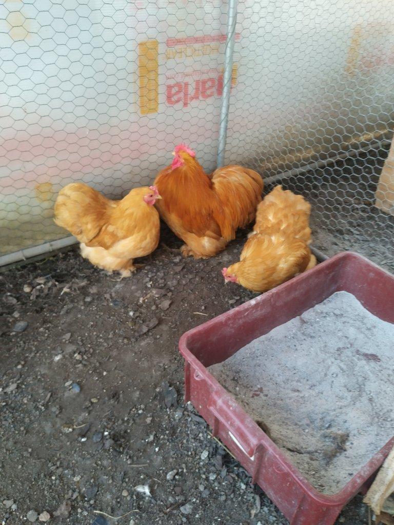 Kočinka zakrslá žlutá