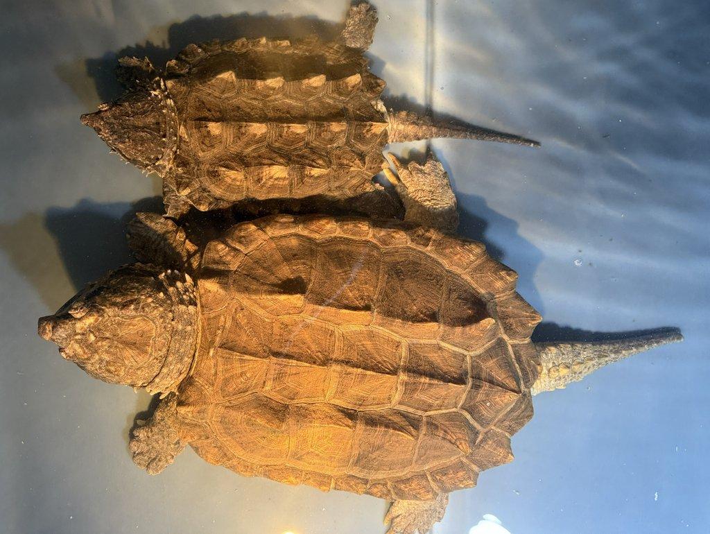 Prodám kajmanky supí