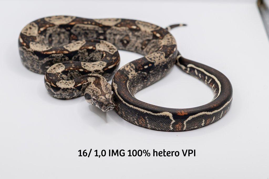 Hroznýš královský  IMG hetero VPI