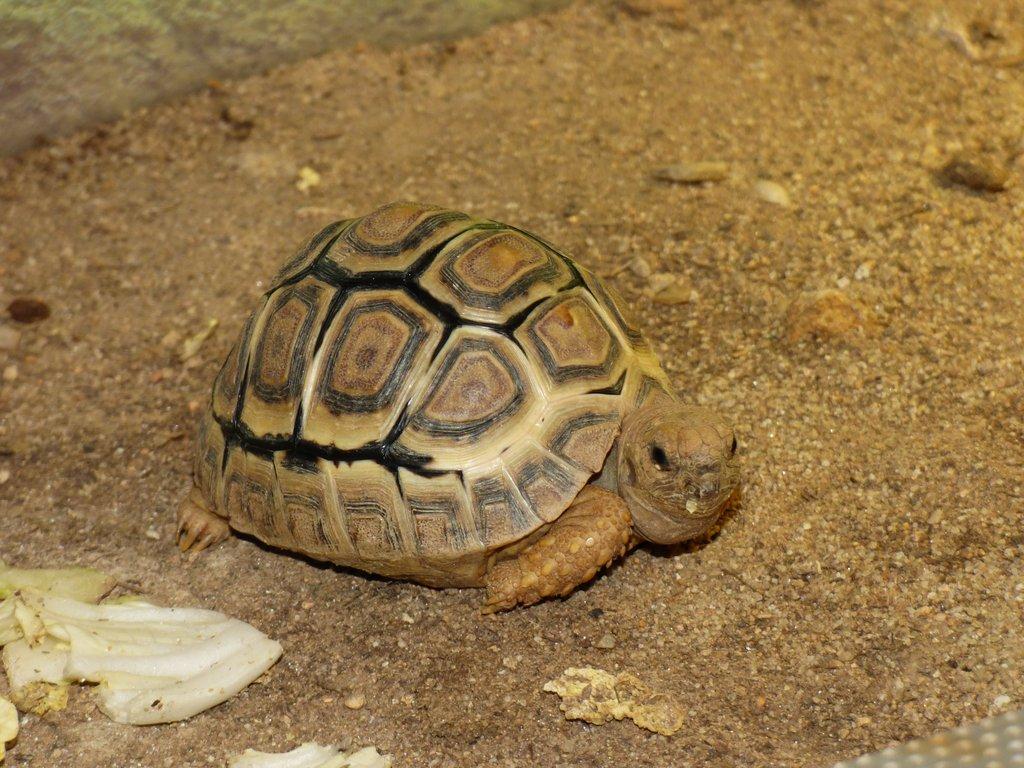 Želva pardálí (Stigmochelys pardalis)