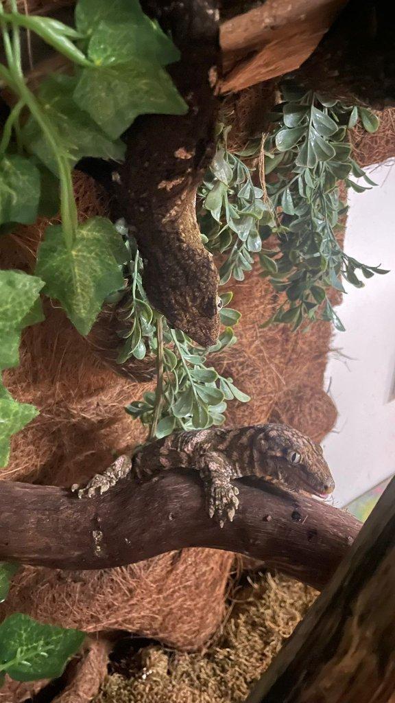 Leachianus gekoni – samec a samice s teráriem – 18 měsíců