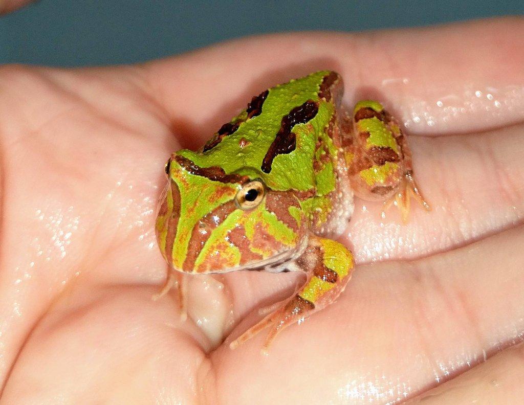 Ceratophrys cornuta, ornata, cranwelli, fantasy
