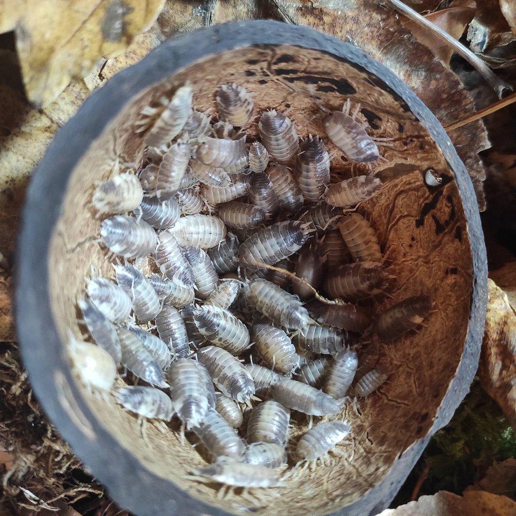 Porcellio laevis milkblack