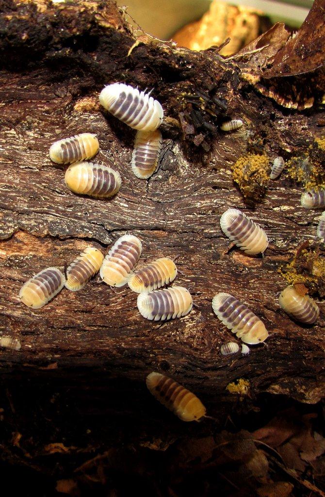 Isopody vhodné do terárií,ke krmení i hobby,chvostoskoci bílí i barevní