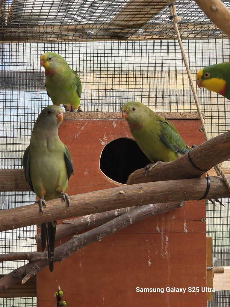 Prodám papoušek červenokřídlý a nádherný