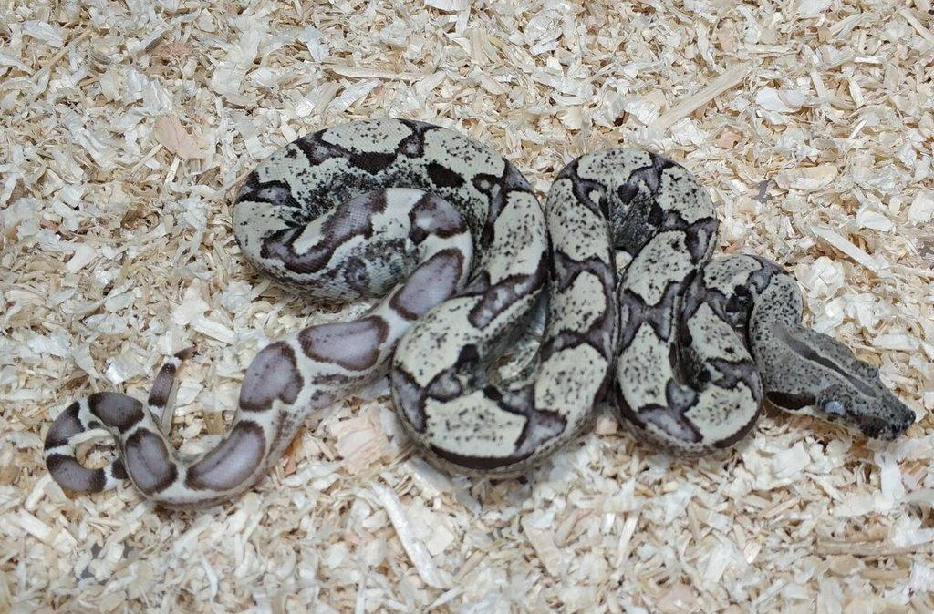 Boa imperator - Scoria Paradigm, IMG Arctic, IMG Paradigm