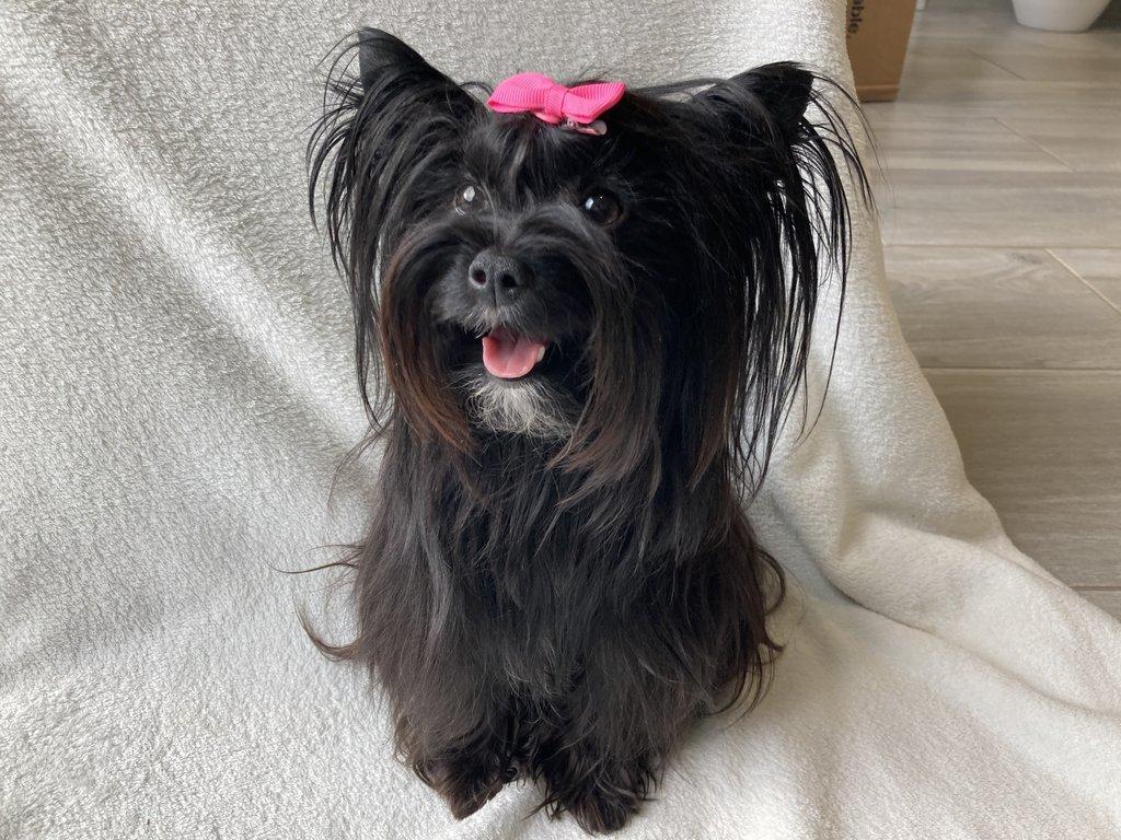 Jorkšírek  -  černé fenky s PP k odběru ihned