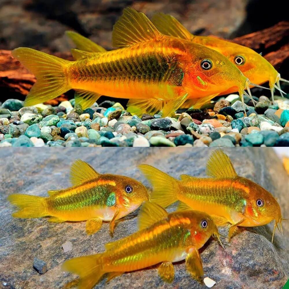 Corydoras gold laser sp. CW010
