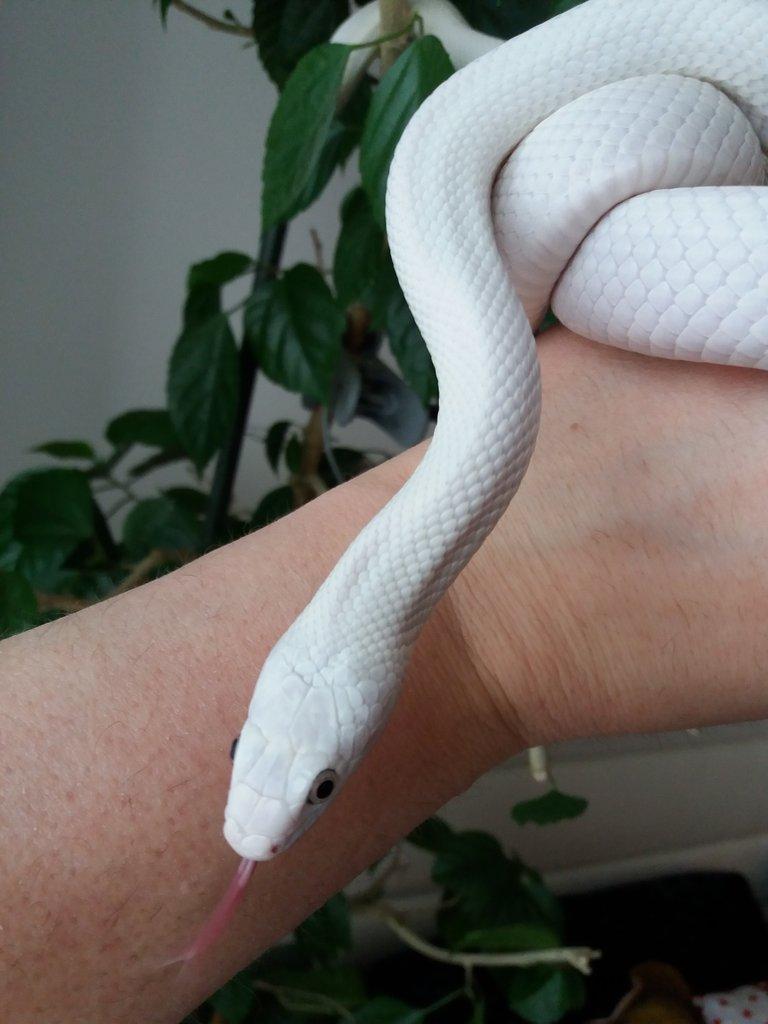 Pantherophis obsoletus lindheimeri leucistic