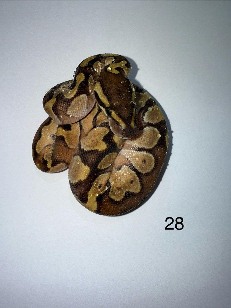 Krajta královská/ Python regius