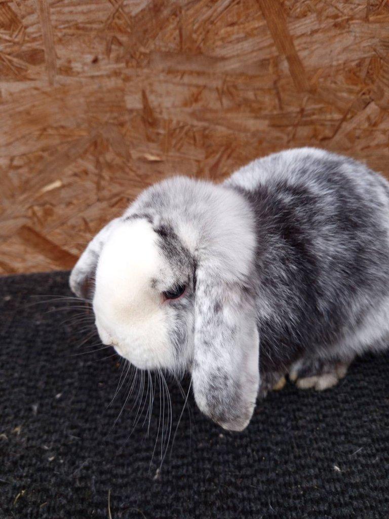 Zakrslý beran rhönský