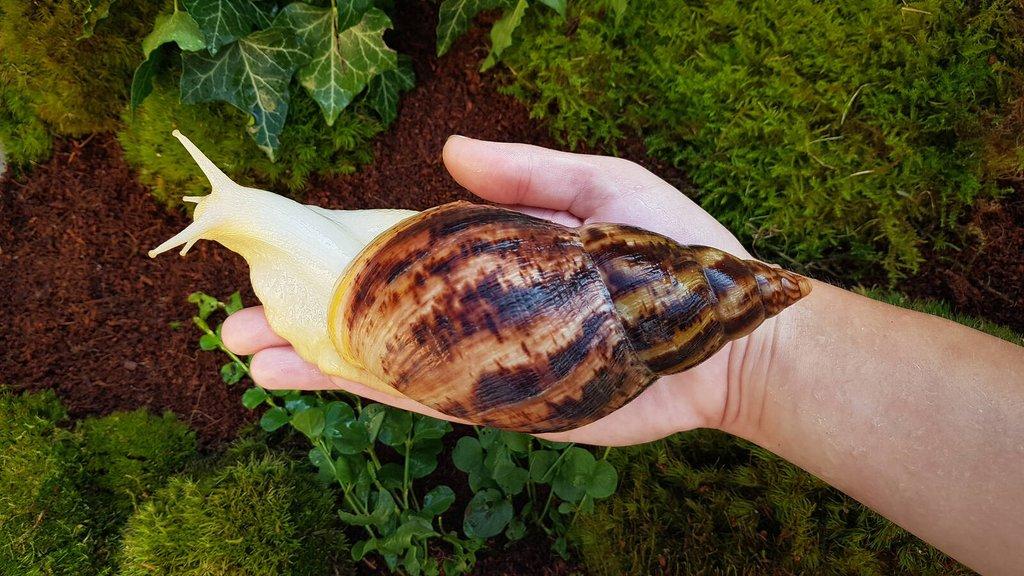 Afričtí šneci Lissachatina reticulata Albino body mláďata
