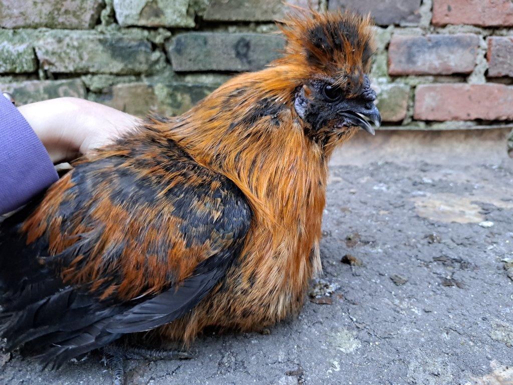 Kohout velké vousaté hedvábničky