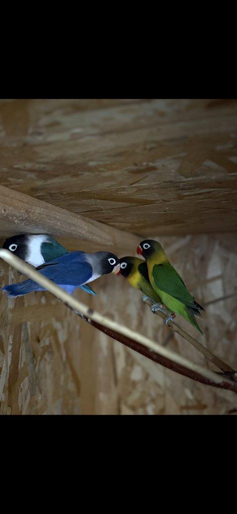 Prodám Agapornis Fischerův