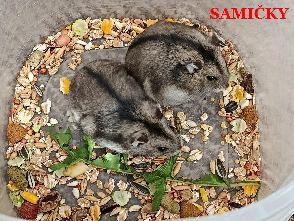 Křečík džungarský