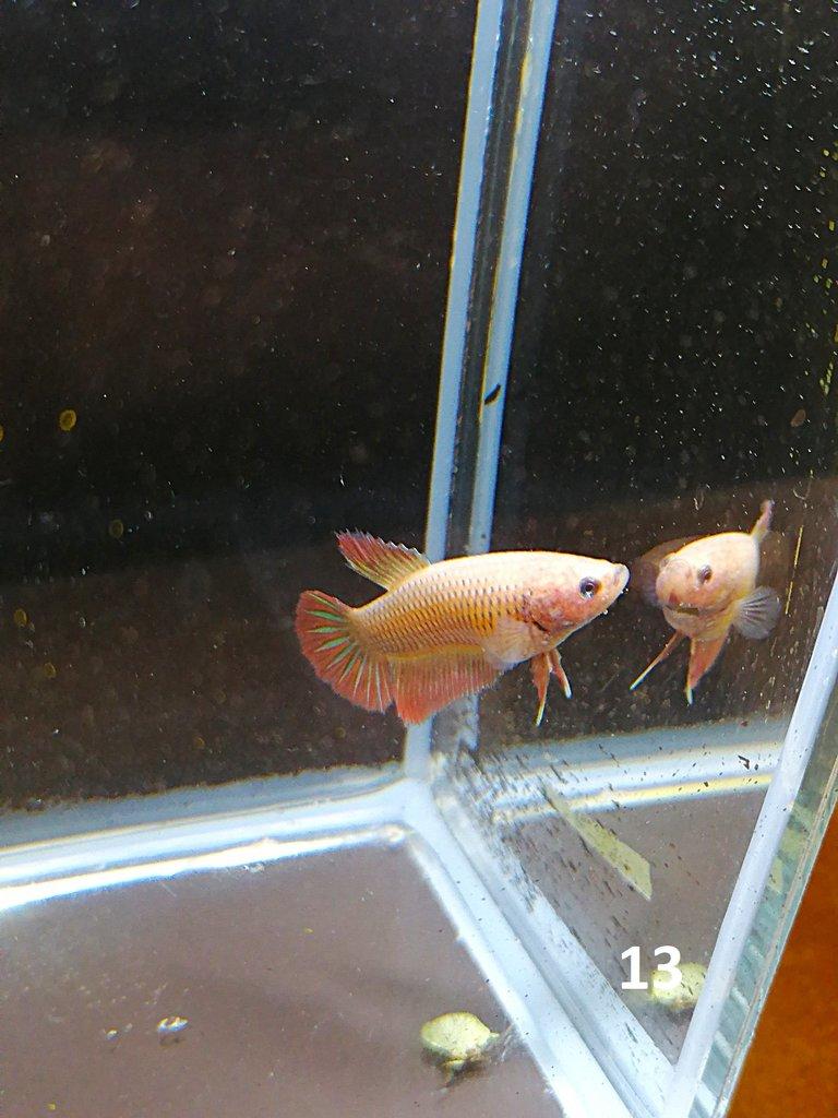 Betta Splendens - Samci