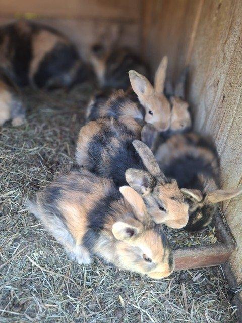 Japonská králíčata,