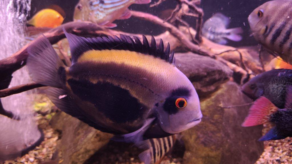 Americké cichlidy