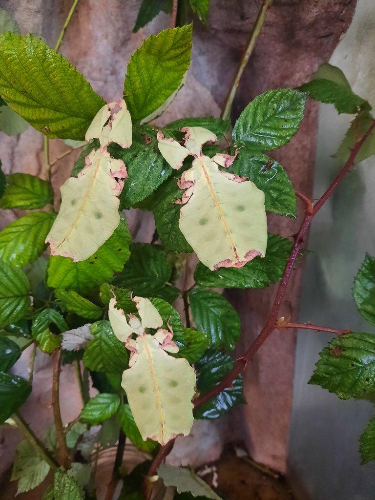 Lupenitky Phyllium giganteum