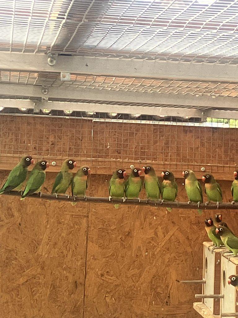 Agapornis hnědohlavý