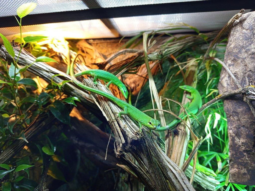 Takydromus dorsalis