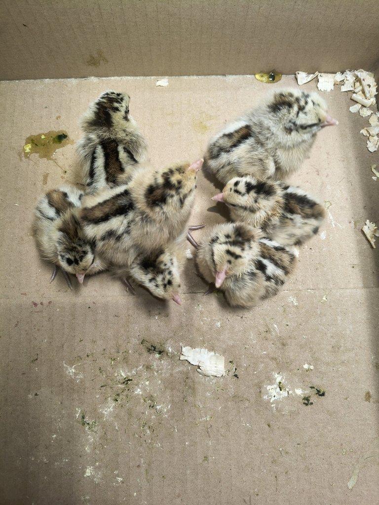 Kuřata plymutka bílá Česká zlatá kropenka